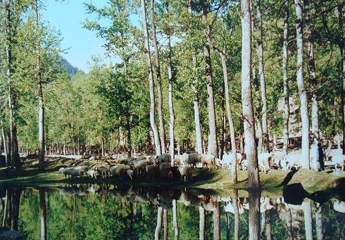 过去5年森林旅游游客量翻番 森林旅游市场迎来旺季